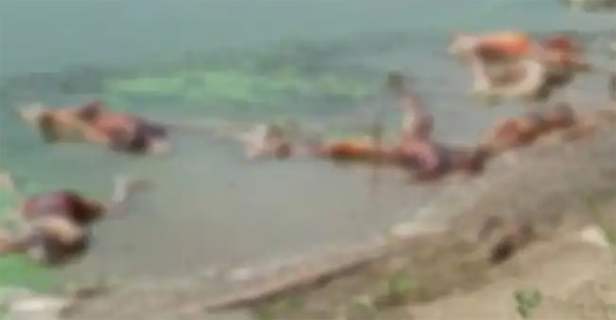 গঙ্গায় ভাসছে সারি সারি লাশ, ছিঁড়ে খাচ্ছে কুকুর