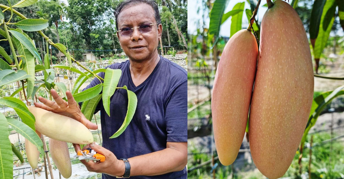বিশ্বখ্যাত ১৫ জাতের আম চাষে সফল সাংবাদিক হেলাল উদ্দিন