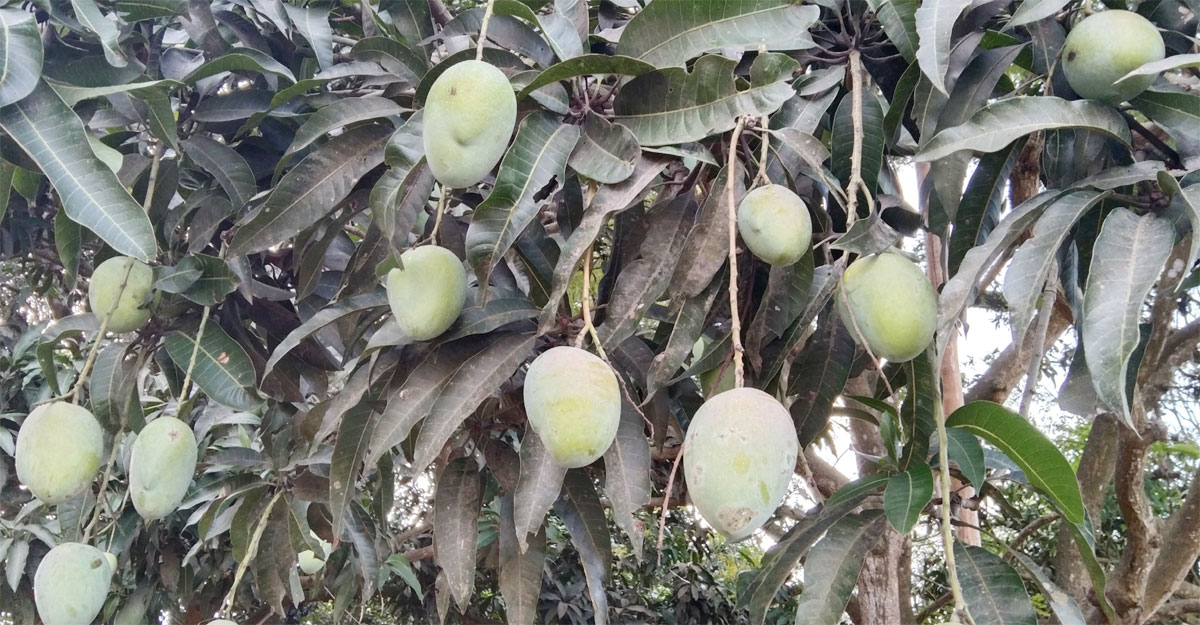 ডায়াবেটিস রোগীরা খেতে পারবেন যে আম