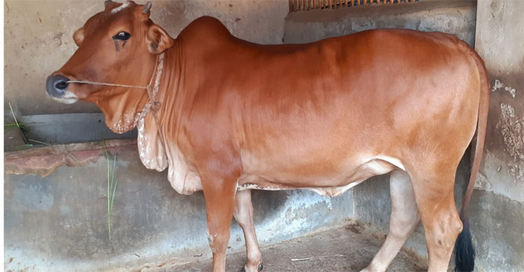 ক্যাপ্টেনের ফ্রি দিচ্ছেন প্রায় ৫ মণ ওজনের এই গরুটি