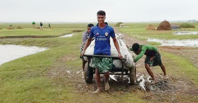 ধান নিয়ে যাচ্ছেন কৃষকরা