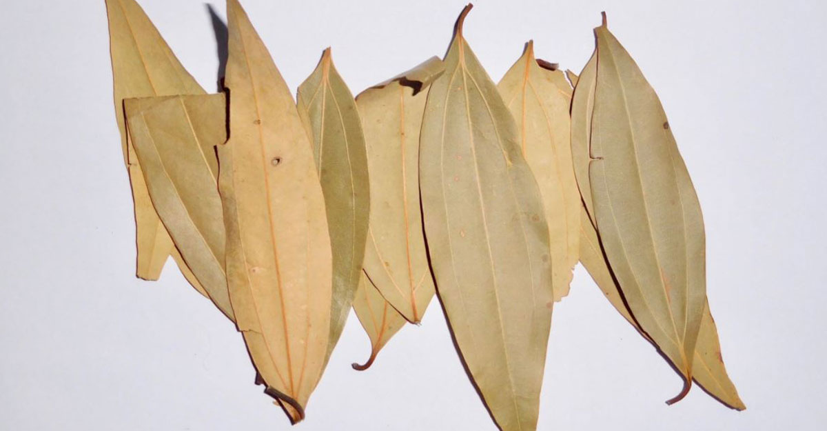 তেজপাতা পোড়ানো ধোঁয়া কি উপকারী?