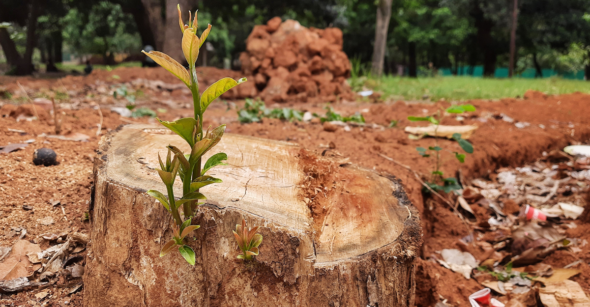 সোহরাওয়ার্দী উদ্যানের গাছ আপাতত না কাটার নির্দেশ