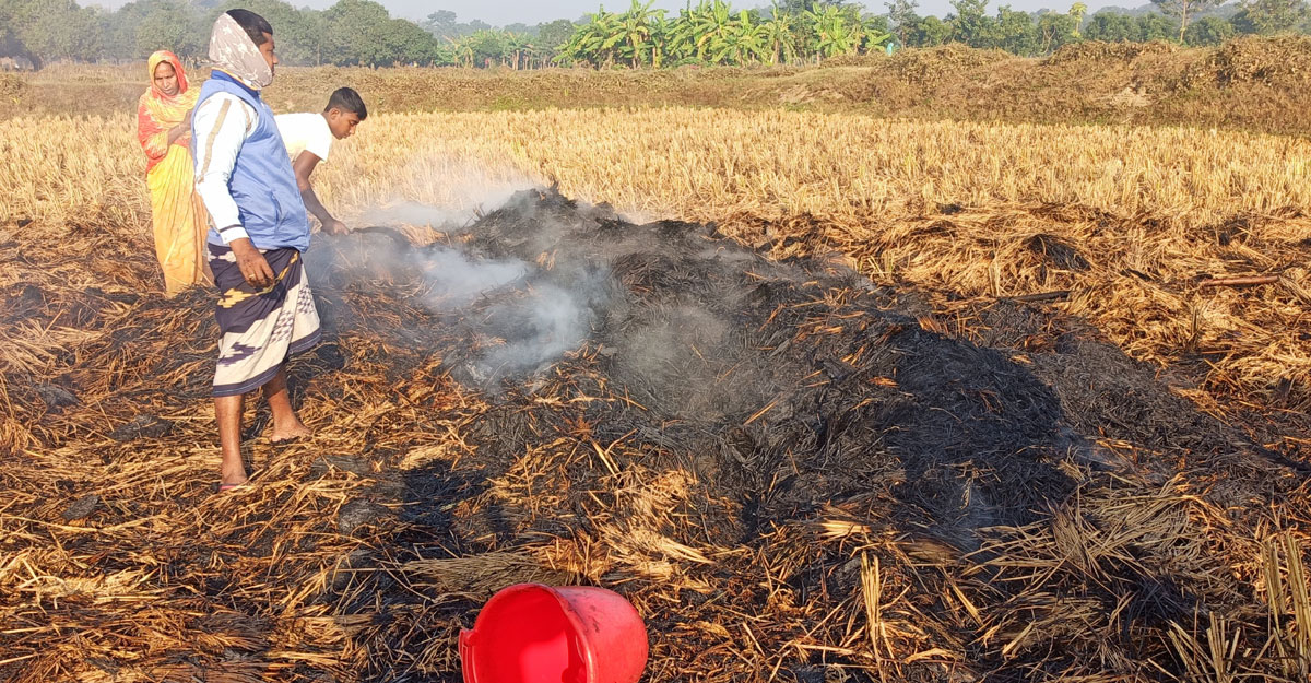 চাঁপাইনবাবগঞ্জে তিন কৃষকের জমির ধান পুড়িয়ে দিল দুর্বৃত্তরা