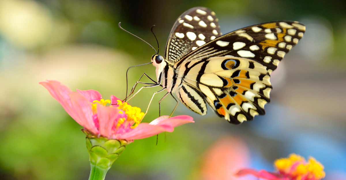 জাবিতে প্রজাপতি মেলা ১০ ডিসেম্বর