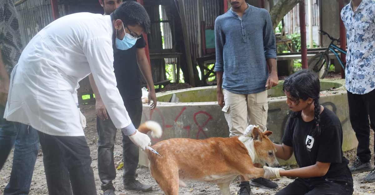 জাহাঙ্গীরনগর বিশ্ববিদ্যালয়ে ৫০ কুকুরকে টিকা প্রদান