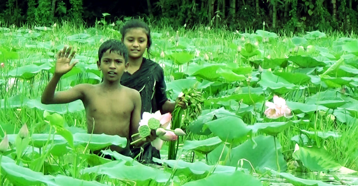 বেতানি বিলের শোভা পদ্মফুল, বিক্রি করে খাতা-কলম কিনছে শিশু-কিশোর