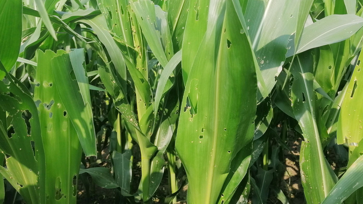 মেহেরপুরে আর্মিওয়ার্ম পোকার আক্রমণে দিশেহারা ভুট্টা চাষিরা