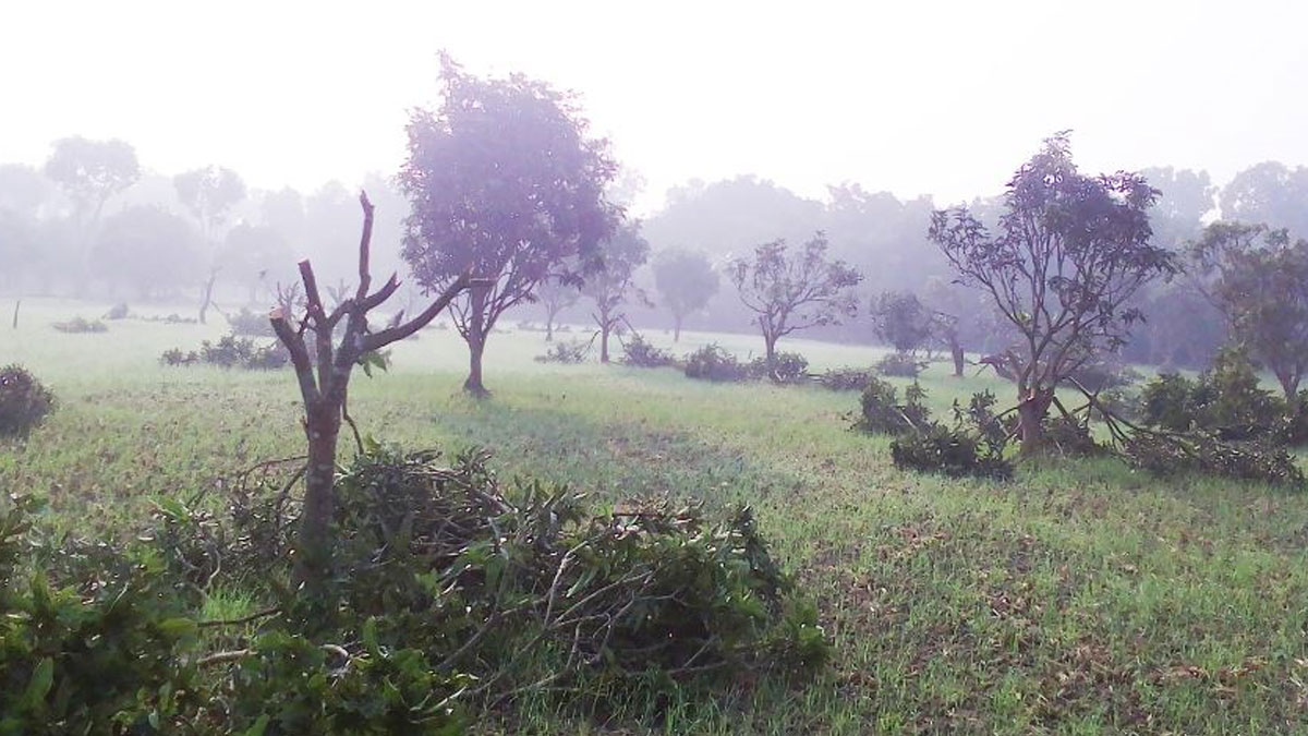 কৃষকের স্বপ্ন শেষ, এক রাতে ৪০০ আমগাছ কেটে ফেলল দুর্বৃত্তরা