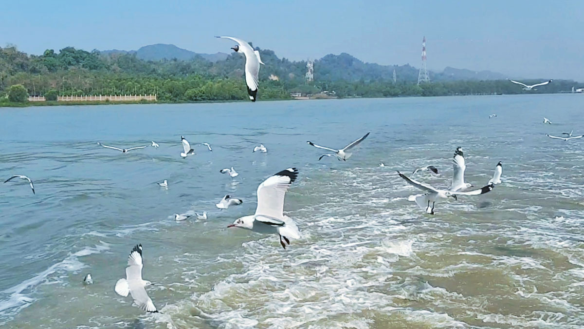 গাঙচিলের সঙ্গে ক্লান্তিহীন সেন্ট মার্টিন ভ্রমণ