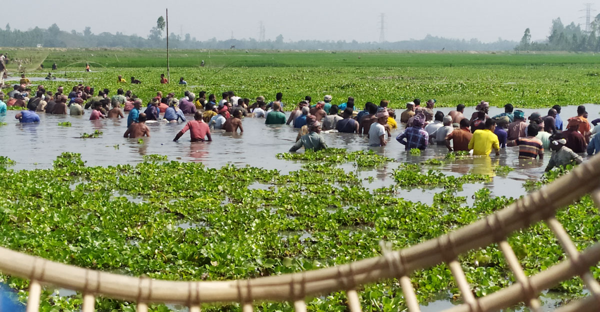 পলো দিয়ে শতবর্ষী বিলে মাছ ধরার উৎসব
