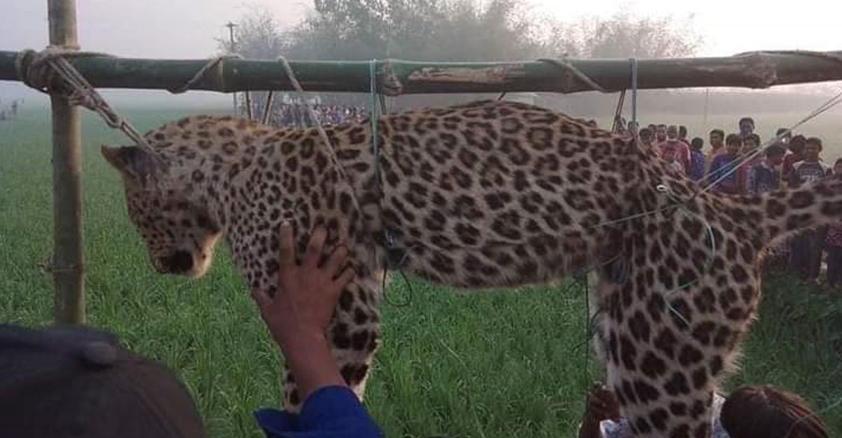 শিয়াল মারা ফাঁদে জড়িয়ে চিতা বাঘের মৃত্যু