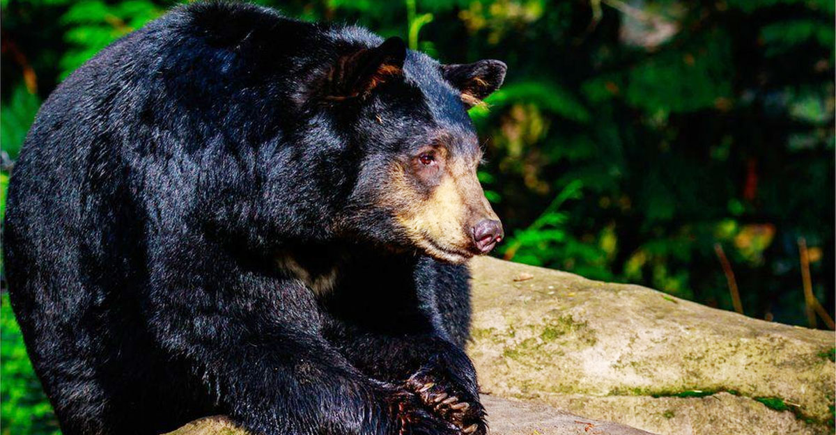 ভাল্লুক মারতে গিয়ে নিজেদের বন্দুকের গুলিতে দুই ভাইয়ের করুণ মৃত্যু