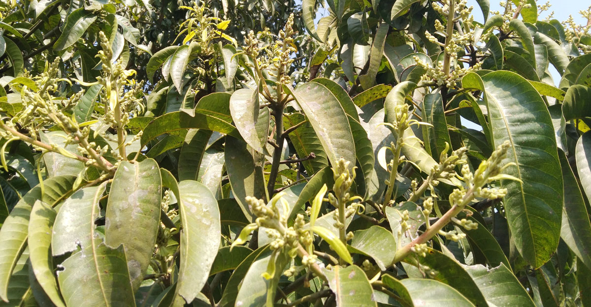 আমের মুকুল পরিচর্যায় ব্যস্ত চাষিরা