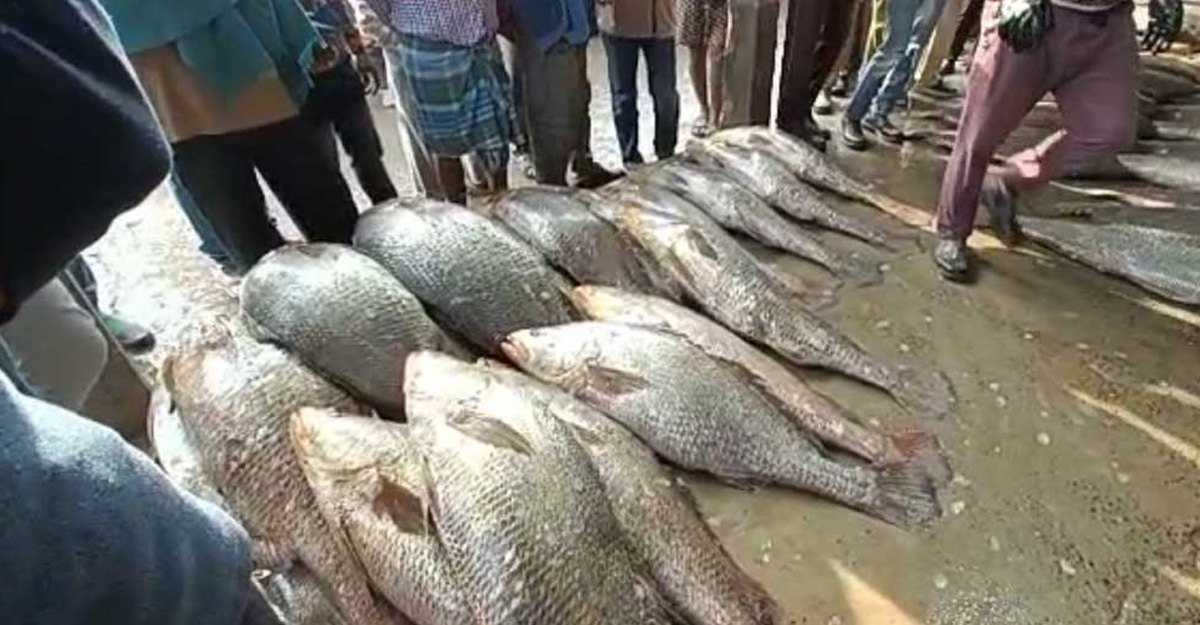 জালে উঠল ১২১ তেলিয়া ভোলা, রাতারাতি কোটিপতি জেলে