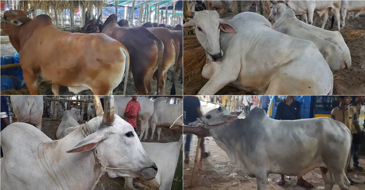 গাবতলী হাটে ছোট গরুর চাহিদা বেশি