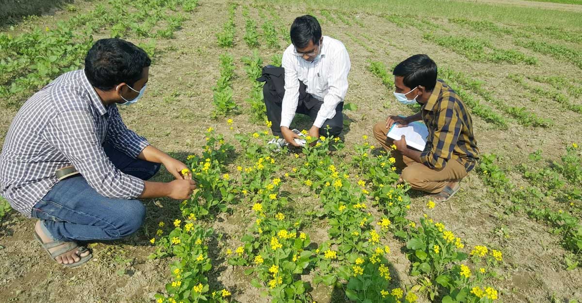 সরিষার নতুন ৫ জাত উদ্ভাবন, বাড়বে কৃষকের আয়