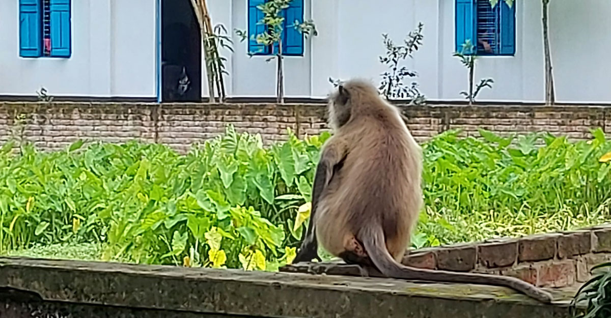 লোকালয়ে হনুমান, বিরক্ত না করার আহ্বান