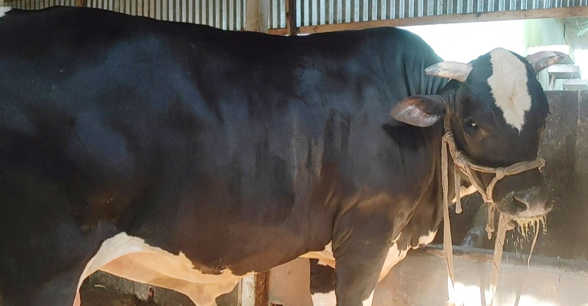 নাম ধরে ডাকলে সাড়া দেয় ‘কালু’, দাঁতও দেখায়