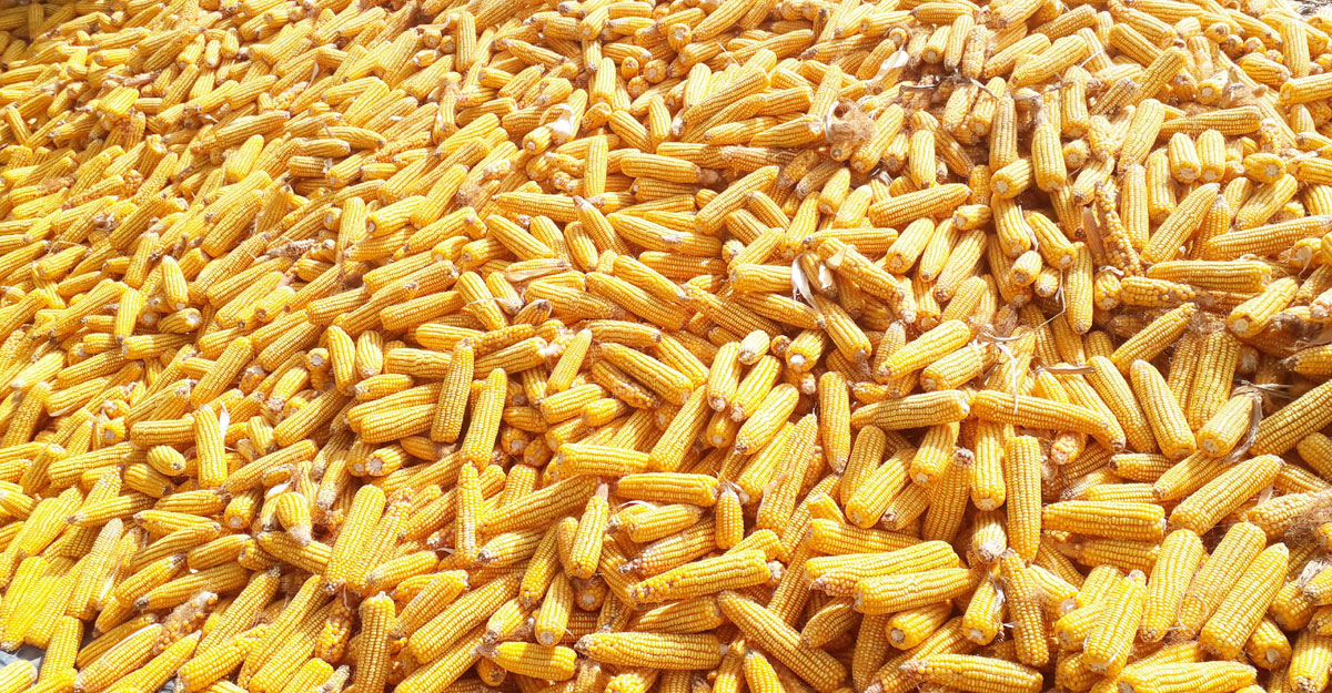 দিনাজপুরে ভুট্টা চাষ বেড়েছে, লাভবান হচ্ছেন কৃষক