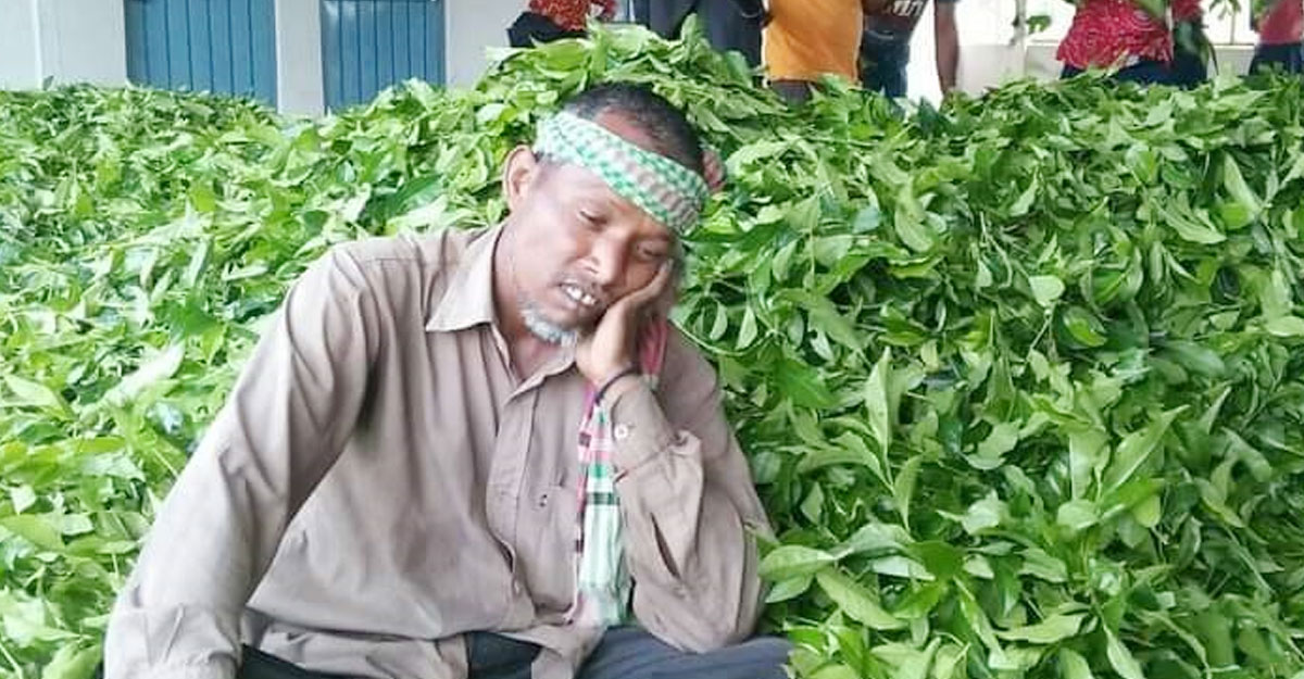 কাঁচা চা পাতার ন্যায্যমূল্য পাচ্ছেন না পঞ্চগড়ের ক্ষুদ্র চাষিরা