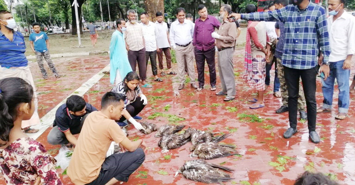 শহীদ মিনারে পড়ে ছিল মরা-আধমরা অসংখ্য পাখি