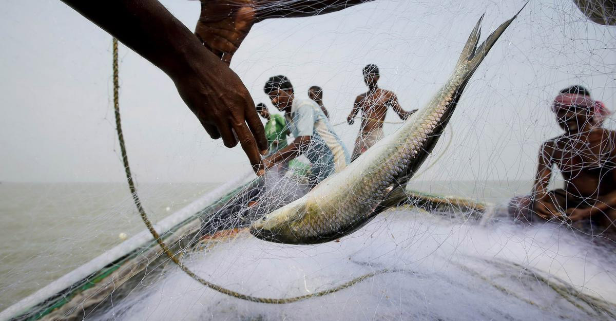 মধ্যরাত থেকে ইলিশ ধরা নিষিদ্ধ
