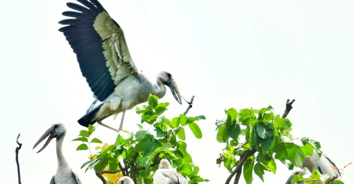 রামেক ছেড়ে রাবিতে আশ্রয় নিচ্ছে শামুকখোল পাখি