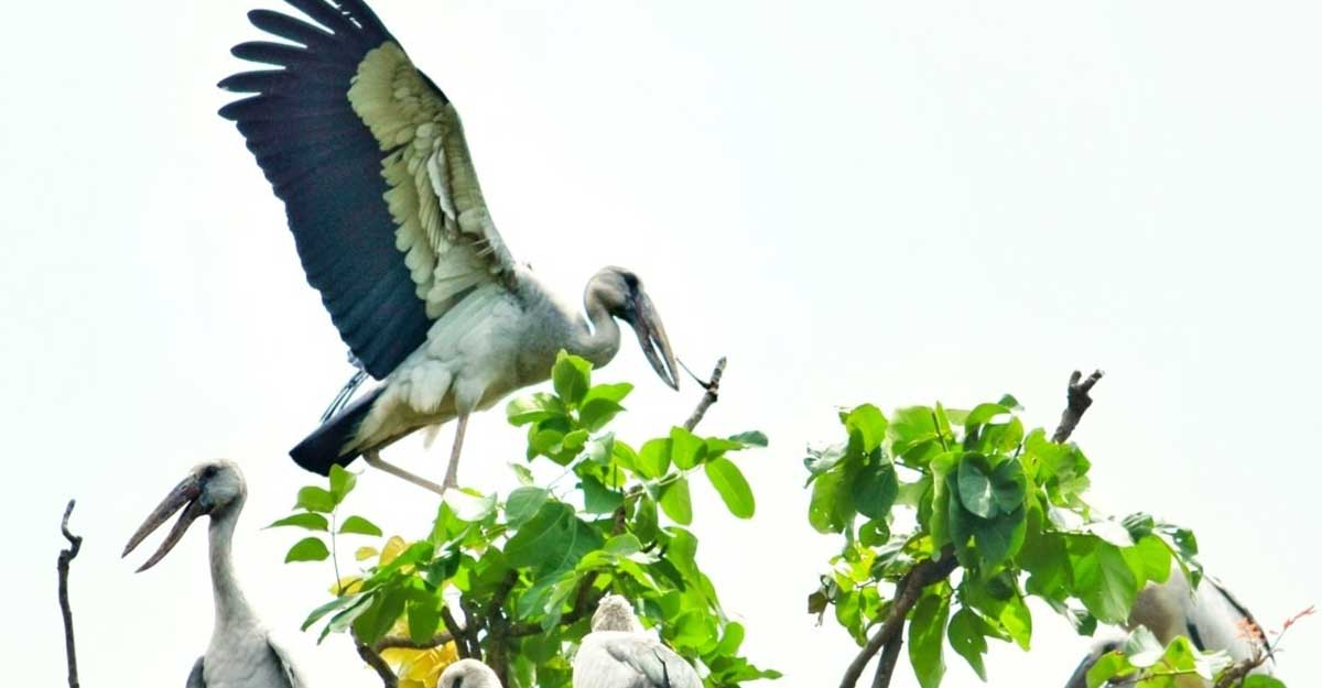 রামেক ছেড়ে রাবিতে আশ্রয় নিচ্ছে শামুকখোল পাখি