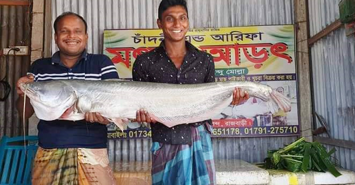 পদ্মার ১১ কেজির বোয়াল ২০ হাজারে বিক্রি