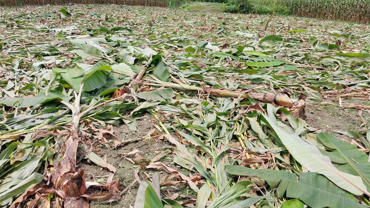 কলাগাছের সঙ্গে শত্রুতা!