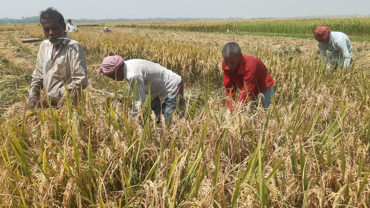 ধানের বাম্পার ফলনে হাসি ফুটেছে নওগাঁর চাষিদের
