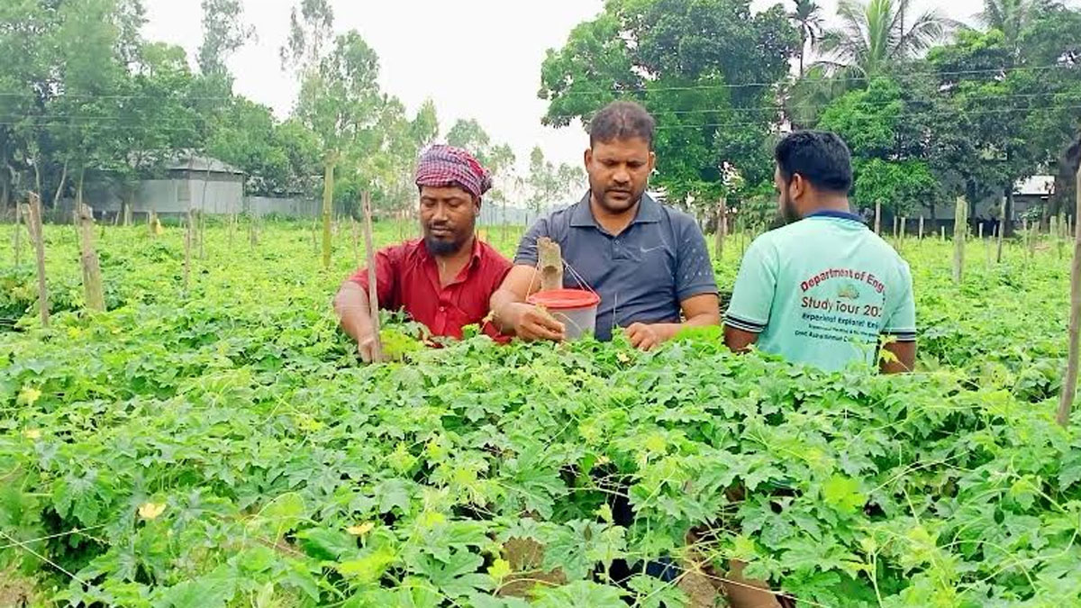 বিষমুক্ত সবজি চাষে সফল জামালপুরের চাষিরা