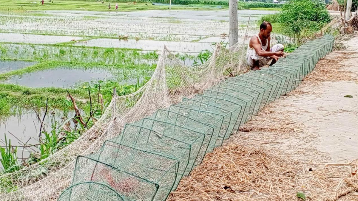 ‘চায়না দুয়ারি’র ফাঁদে অস্তিত্ব সংকটে দেশীয় মাছ