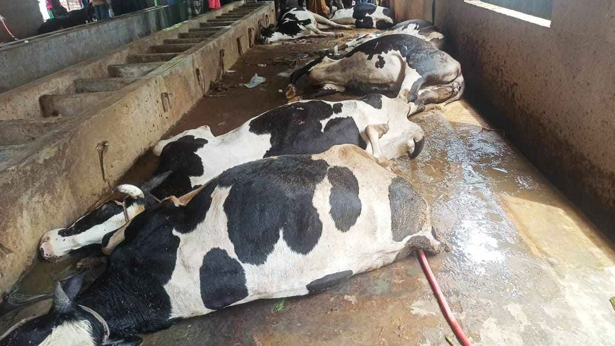 খাবার খাওয়ার পর একে একে মারা গেল খামারের ১১ গরু