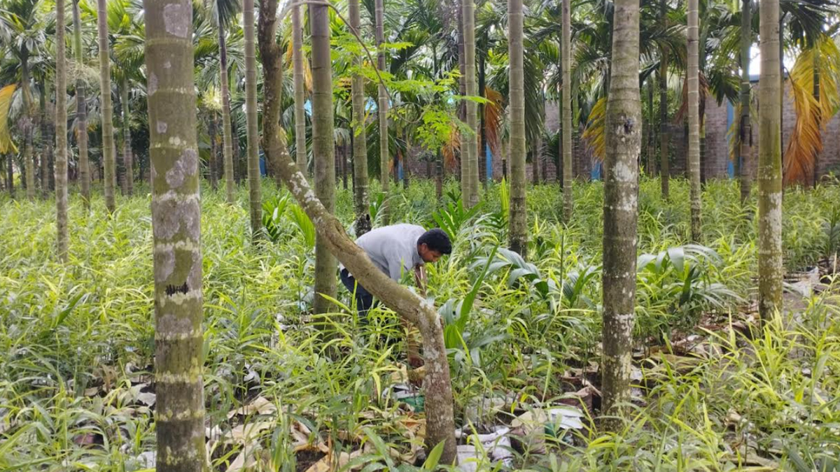 পরিত্যক্ত সুপারি বাগানে বস্তায় আদা চাষ, ৭ লাখ টাকা আয়ের আশা