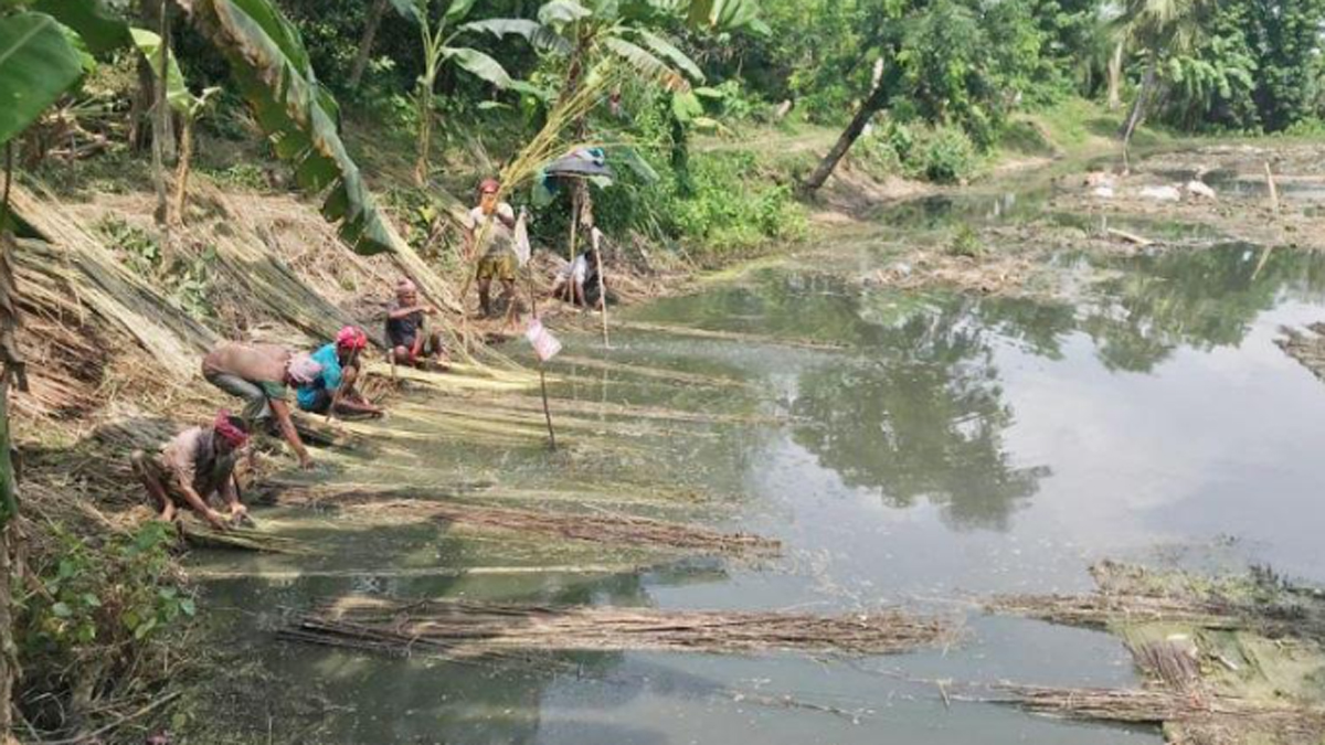 পাট জাগ দিতে পুকুর ভাড়া, বিঘা প্রতি ২০০০ টাকা
