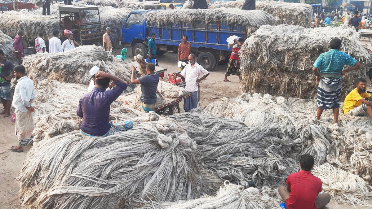 ‘এভাবে দাম কমতে থাকলে দেশ থেকে সোনালি আঁশ হারিয়ে যাবে’