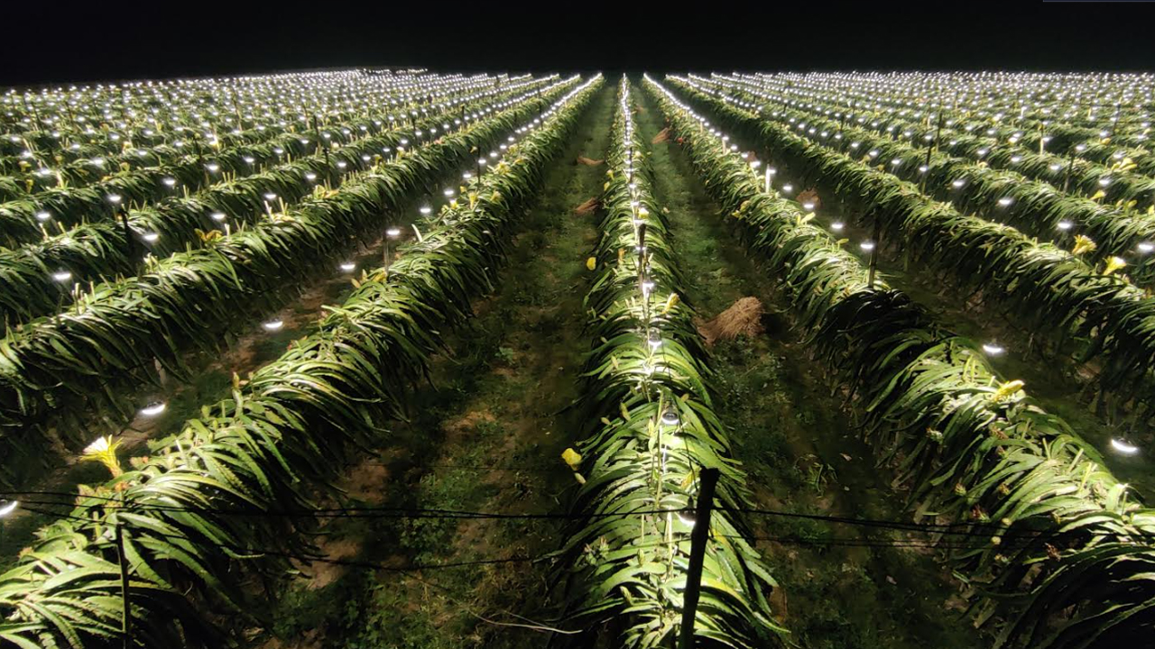 কৌশল প‌রিবর্তন ক‌রে ড্রাগনের তিনগুণ ফ‌লন পে‌লেন বিপ্লব
