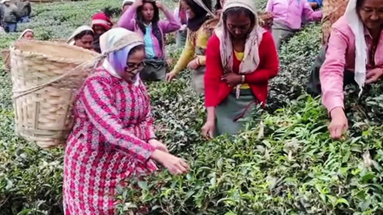 শ্রমিকদের সঙ্গে চা পাতা তুললেন মমতা