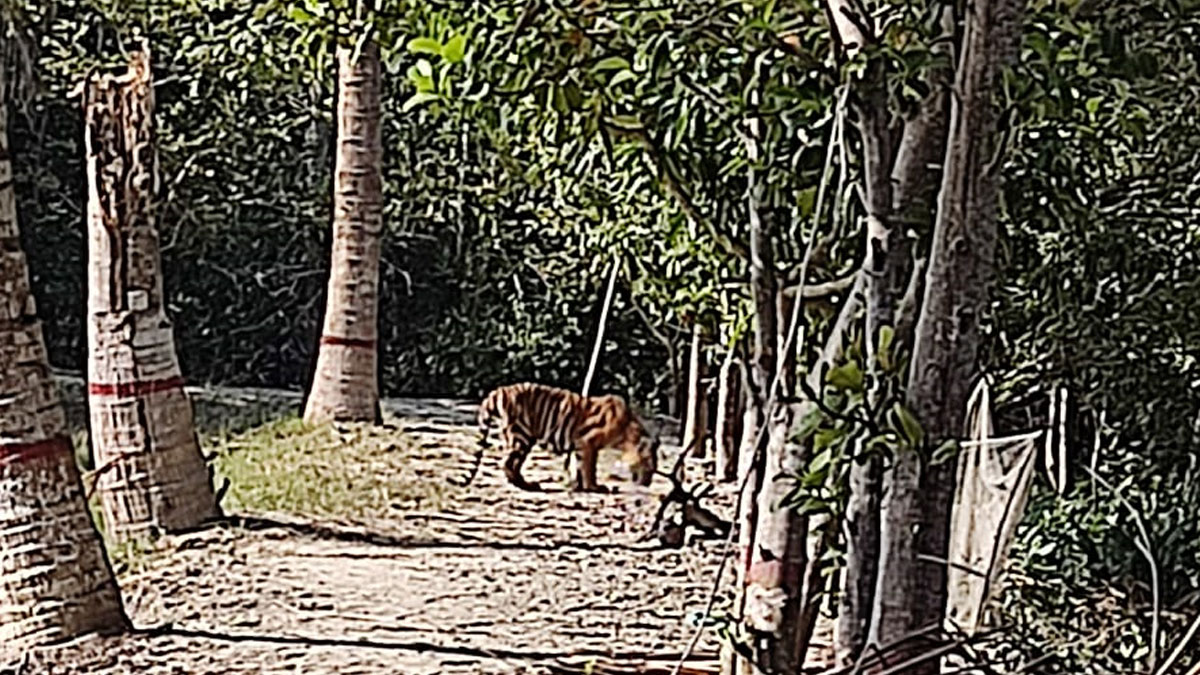 ফরেস্ট অফিস চত্বরে ঘুরছে ৩ বাঘ, আতঙ্কে বনরক্ষীরা