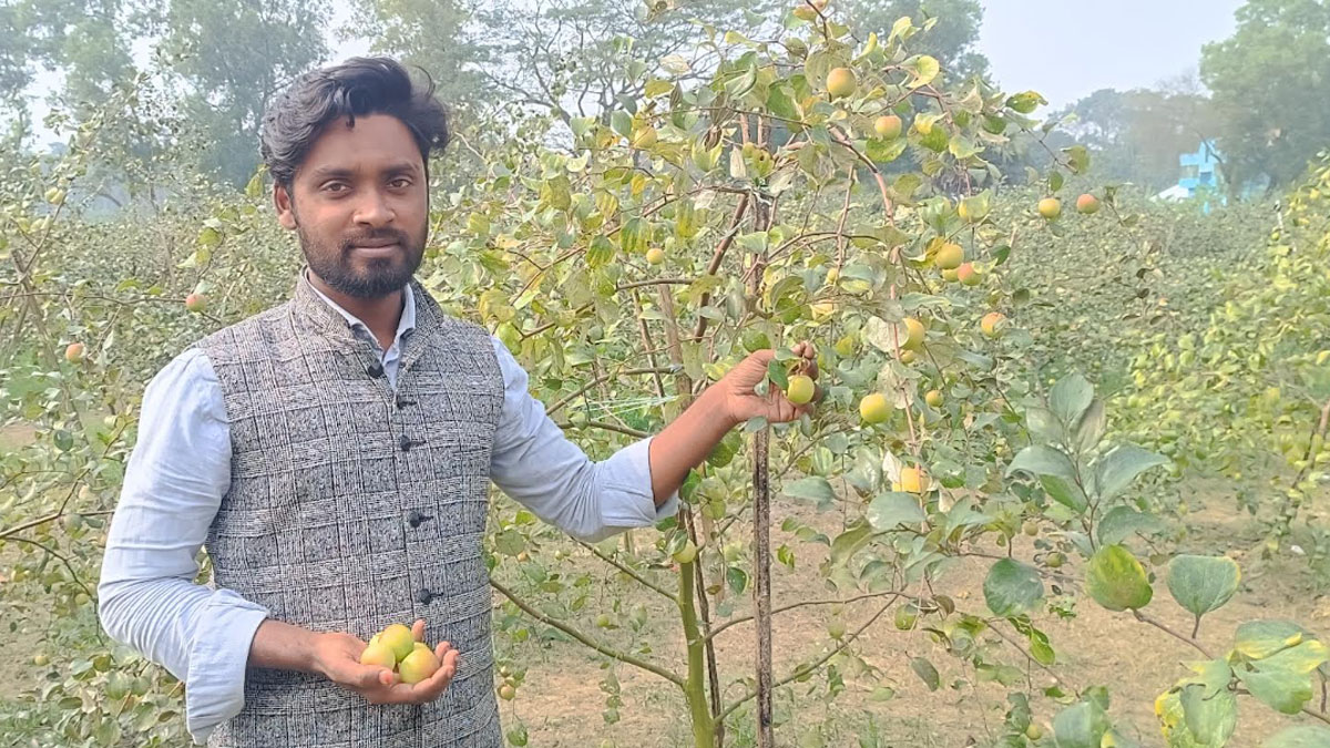 চাকরির আশায় না থেকে কুল চাষ করে ভাগ্য বদলেছেন আজিজুল