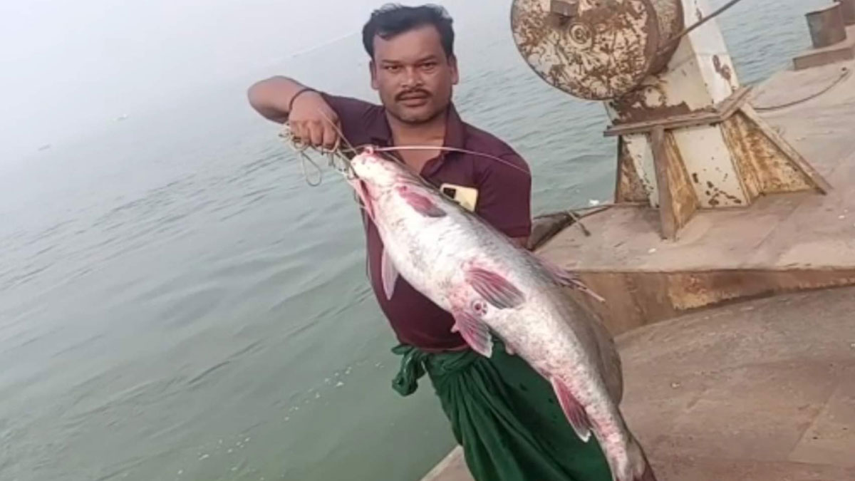 সাড়ে ১০ কেজির আইড় ২২ হাজারে বিক্রি