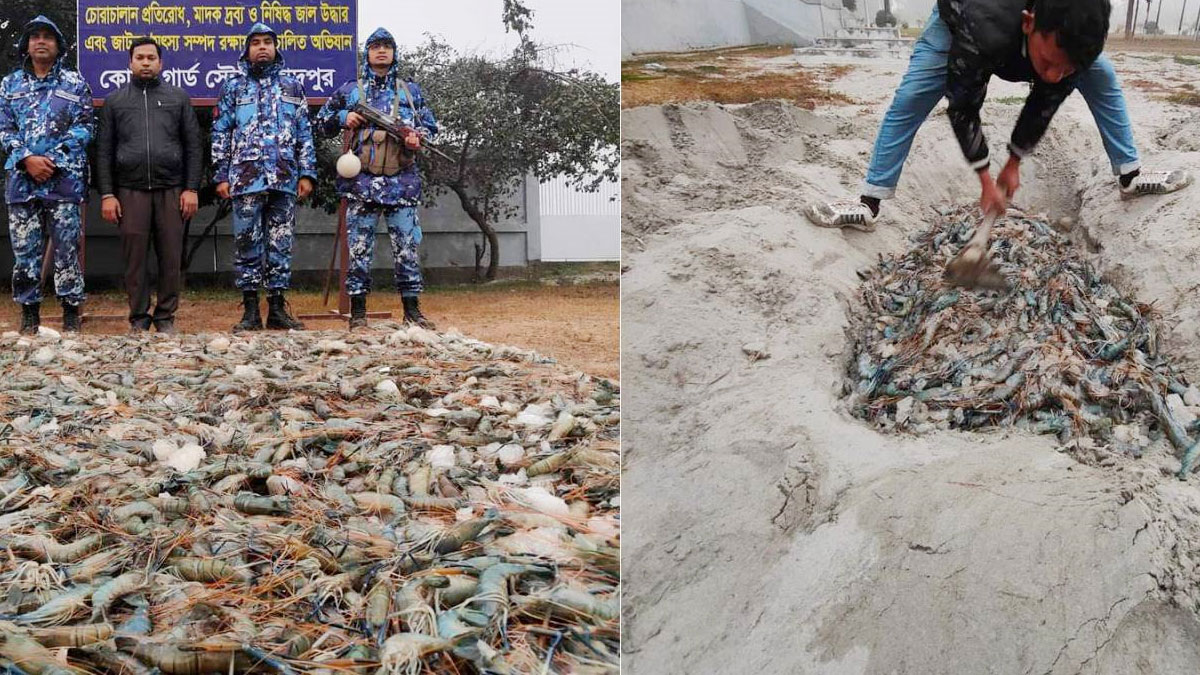 মাটিতে পুঁতে ফেলা হলো ৬২০ কেজি চিংড়ি