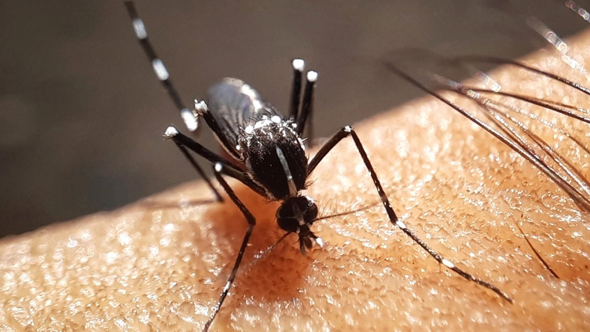 ডেঙ্গু আক্রান্ত হয়ে ১৪ জন হাসপাতালে
