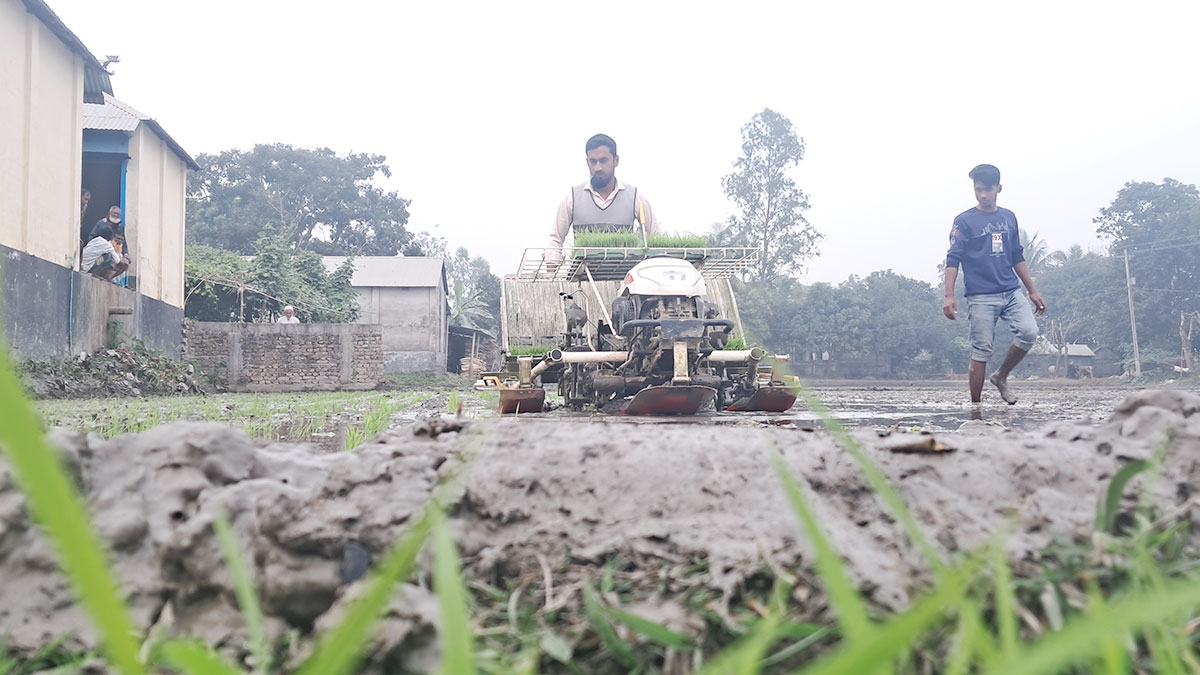 ১০০ বিঘা জমিতে ১০০ জন কৃষকের বঙ্গবন্ধু ১০০ ধান রোপণ