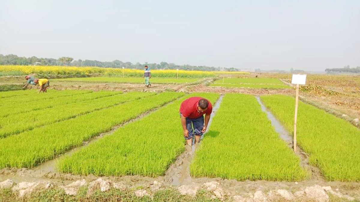 রাজবাড়ীতে শীত ও কুয়াশায় বীজতলার ক্ষতি, বোরো আবাদ নিয়ে শঙ্কা