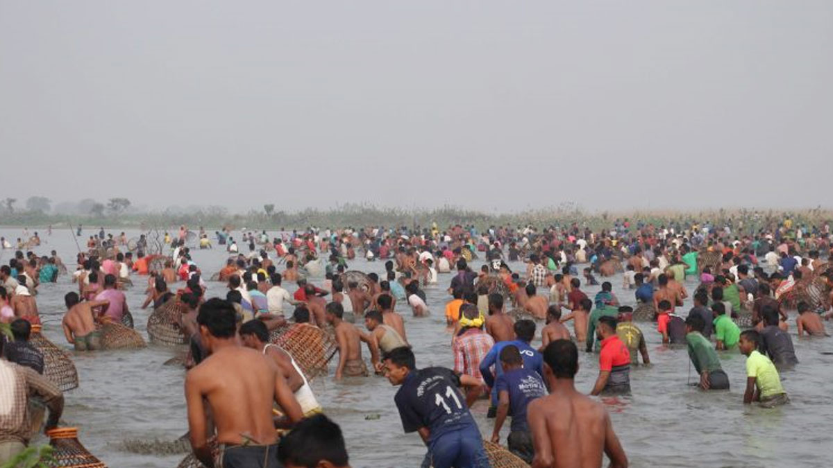 পলো বাওয়া উৎসবে মাছ ধরল হাজারো মানুষ