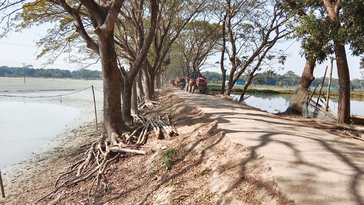 সড়কের পাশে ঝুঁকিপূর্ণ শতাধিক গাছ, আতঙ্ক নিয়ে চলাচল