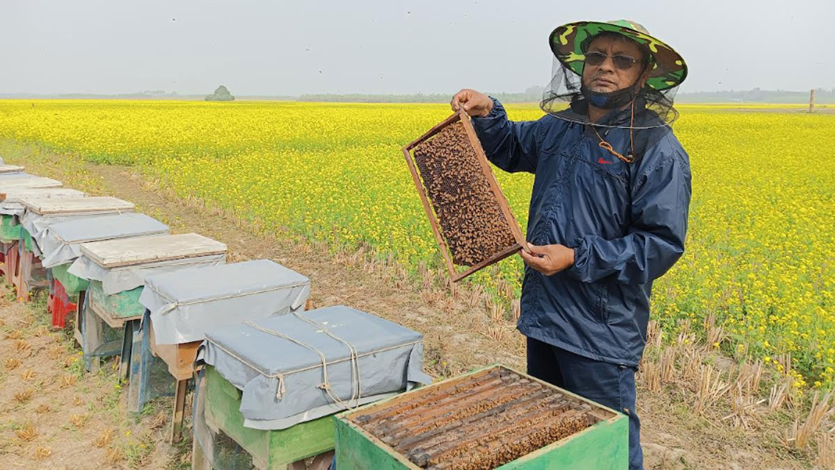 মধু বিক্রি করে স্বাধীনের বছরে আয় ৭ লাখ টাকা